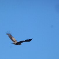 P1000435 null