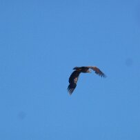 P1000436 null